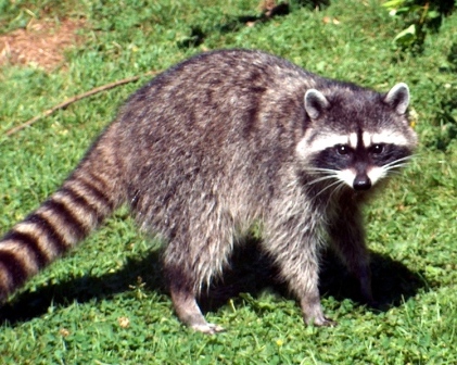 mapache2